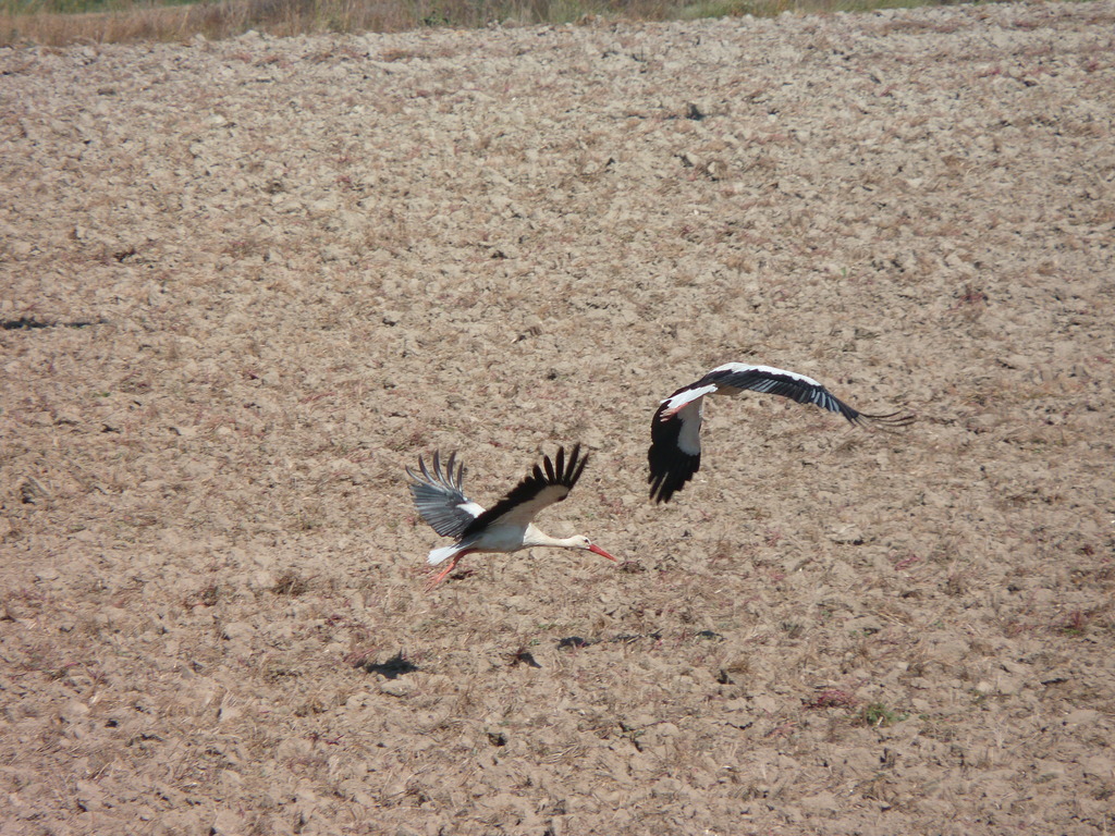 No s'ha trobat l'arxiu